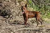 PINSCHER NAIN 154